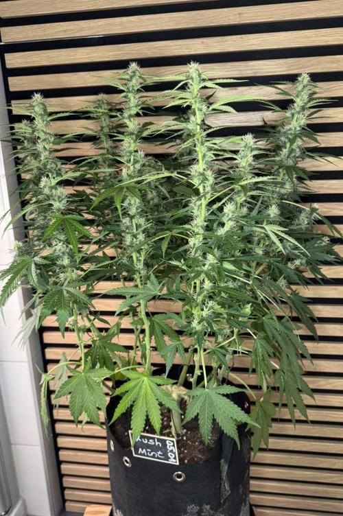 Kush Mints Auto - Super Strains. Week 8