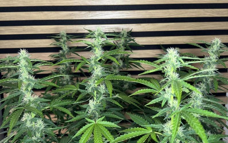 Kush Mints Auto - Super Strains. Week 8