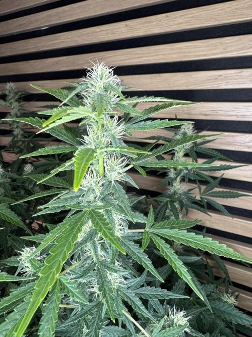 Kush Mints Auto - Super Strains. Week 8