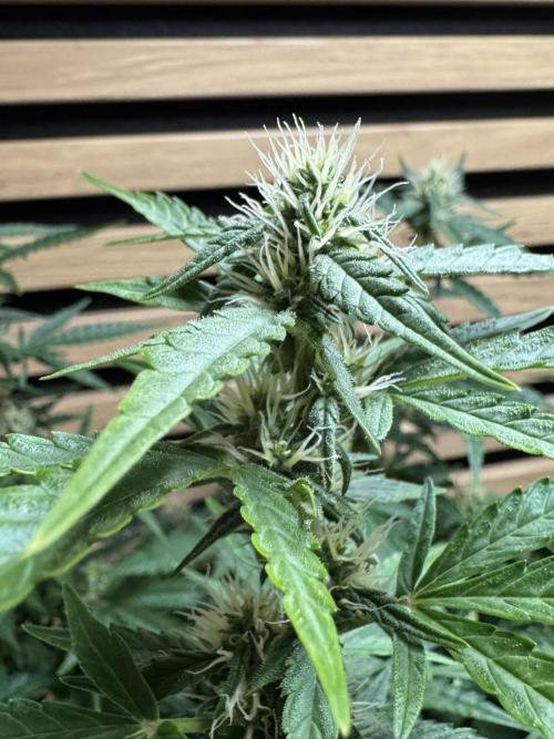 Kush Mints Auto - Super Strains. Week 8