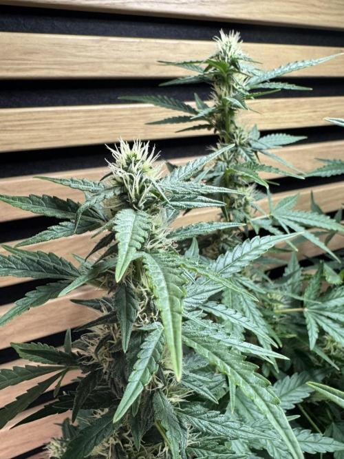Kush Mints Auto - Super Strains. Week 8