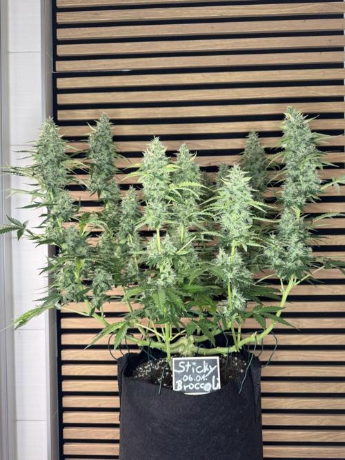 Sticky Broccoli Auto - Eternity Cup 2026. Week 8