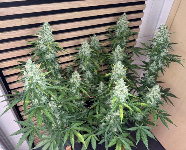 Sticky Broccoli Auto - Eternity Cup 2026. Week 8