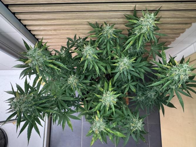 Sticky Broccoli Auto - Eternity Cup 2026. Week 8