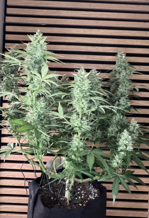 Sticky Broccoli Auto - Eternity Cup 2026. Week 8