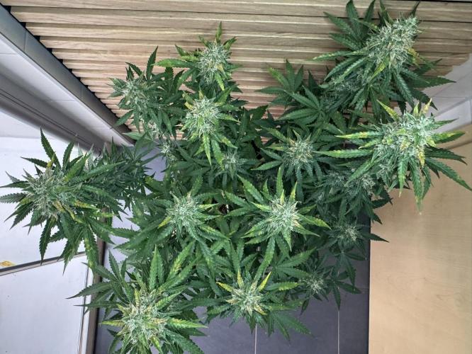 Sticky Broccoli Auto - Eternity Cup 2026. Week 8