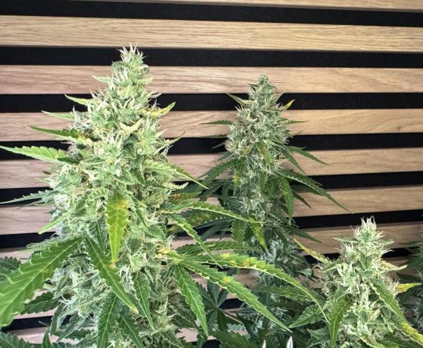 Sticky Broccoli Auto - Eternity Cup 2026. Week 8