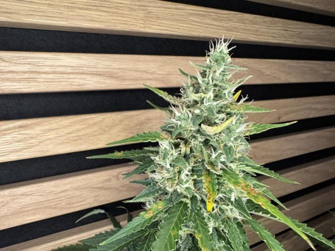 Sticky Broccoli Auto - Eternity Cup 2026. Week 8