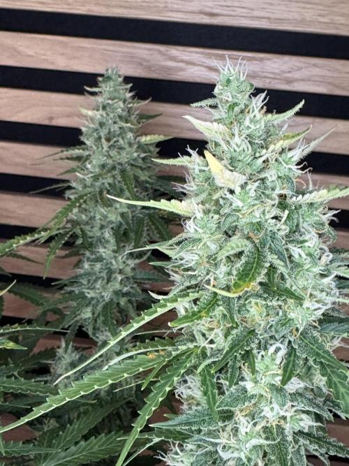 Sticky Broccoli Auto - Eternity Cup 2026. Week 8