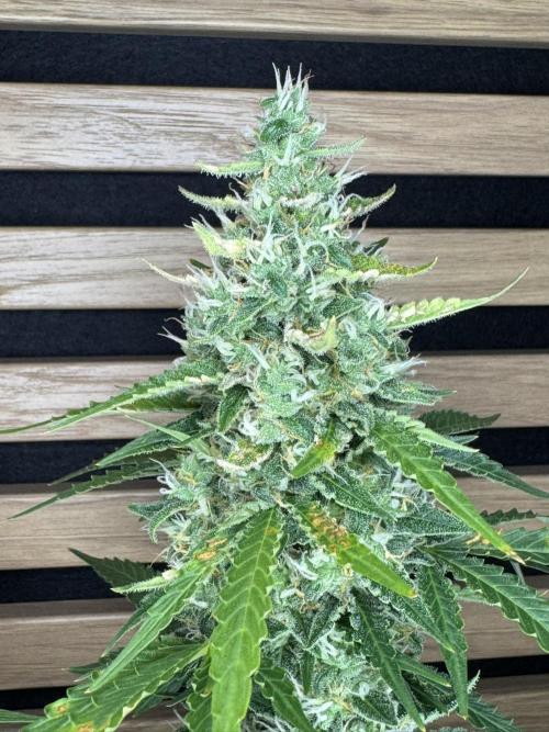 Sticky Broccoli Auto - Eternity Cup 2026. Week 8