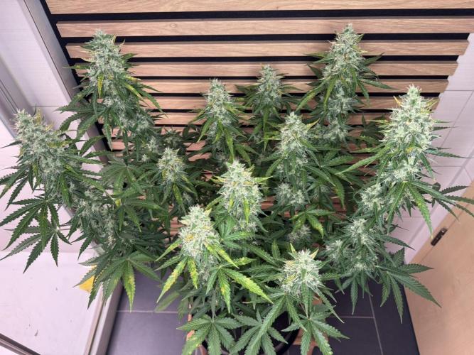 Sticky Broccoli Auto - Eternity Cup 2026. Week 8