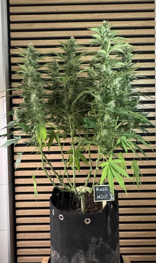 Kush Mints Auto - Super Strains. Week 9