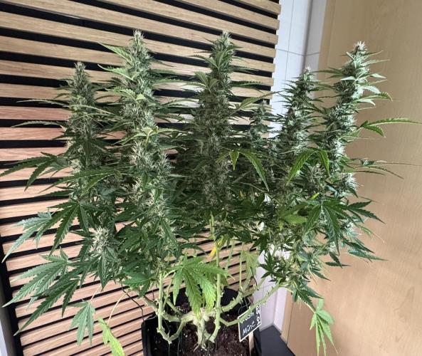 Kush Mints Auto - Super Strains. Week 9