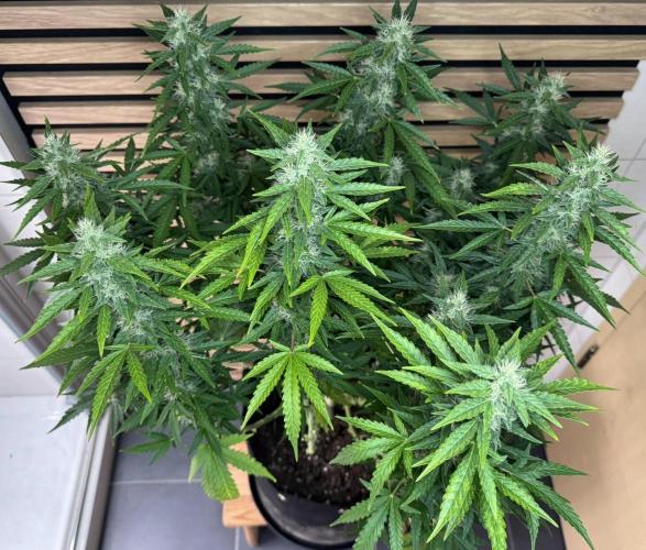 Kush Mints Auto - Super Strains. Week 9