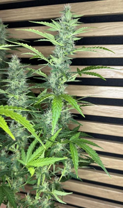 Kush Mints Auto - Super Strains. Week 9