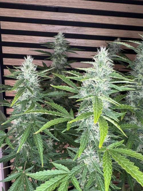 Kush Mints Auto - Super Strains. Week 9