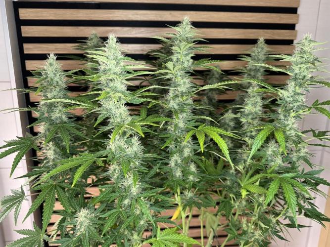 Kush Mints Auto - Super Strains. Week 9