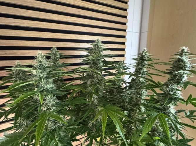 Kush Mints Auto - Super Strains. Week 9
