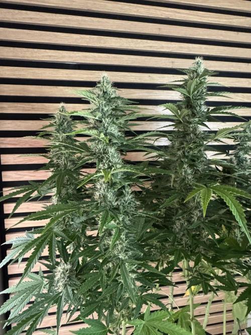 Kush Mints Auto - Super Strains. Week 9