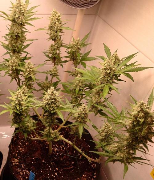Gorilla Cookies Auto. Week 11