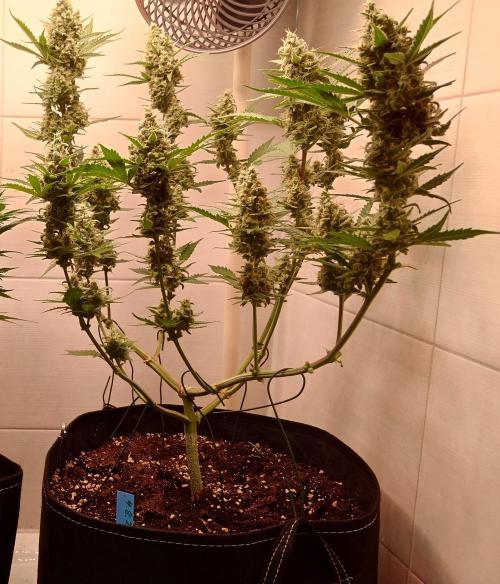Gorilla Cookies Auto. Week 11