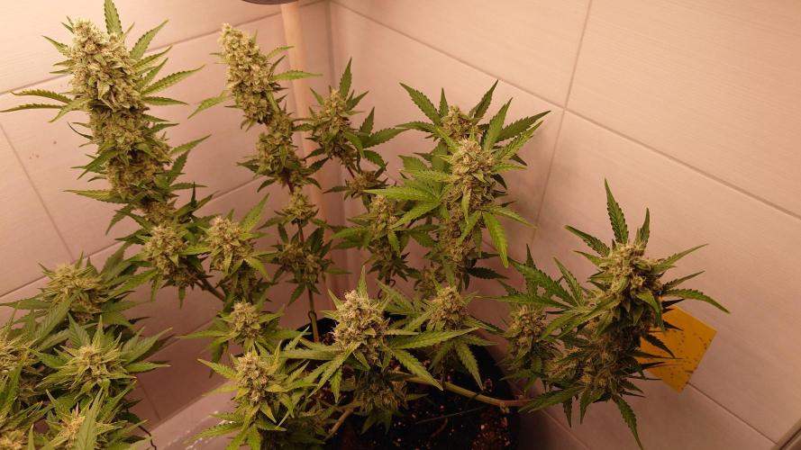 Gorilla Cookies Auto. Week 11