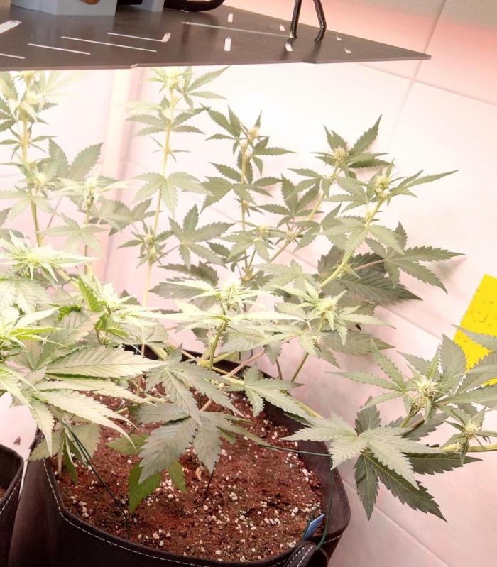Gorilla Cookies Auto. Week 5