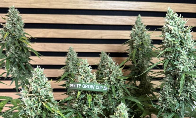 Sticky Broccoli Auto - Eternity Cup 2026. Week 9