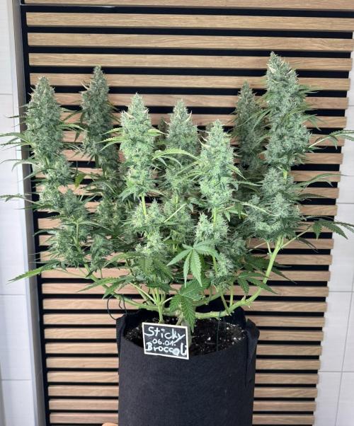 Sticky Broccoli Auto - Eternity Cup 2026. Week 9