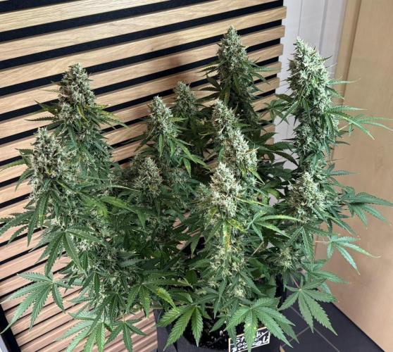 Sticky Broccoli Auto - Eternity Cup 2026. Week 9