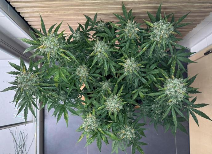 Sticky Broccoli Auto - Eternity Cup 2026. Week 9