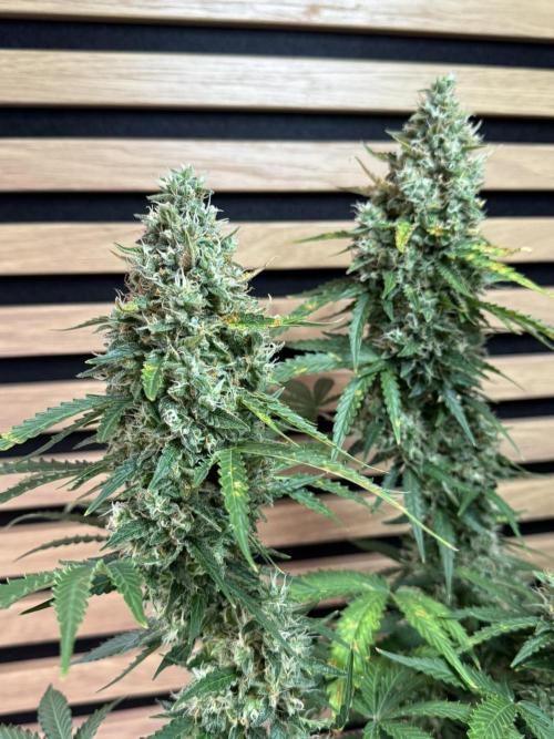 Sticky Broccoli Auto - Eternity Cup 2026. Week 9