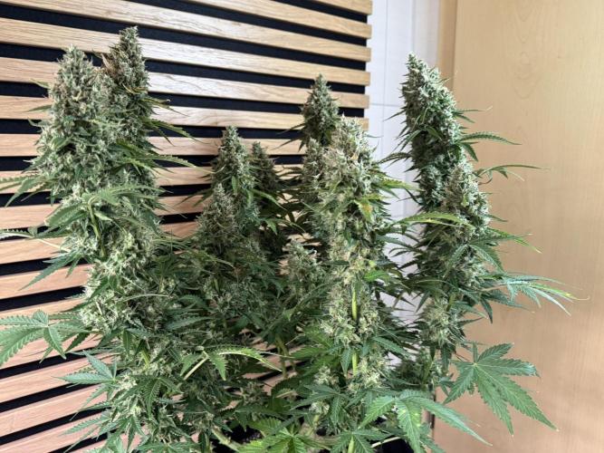 Sticky Broccoli Auto - Eternity Cup 2026. Week 9