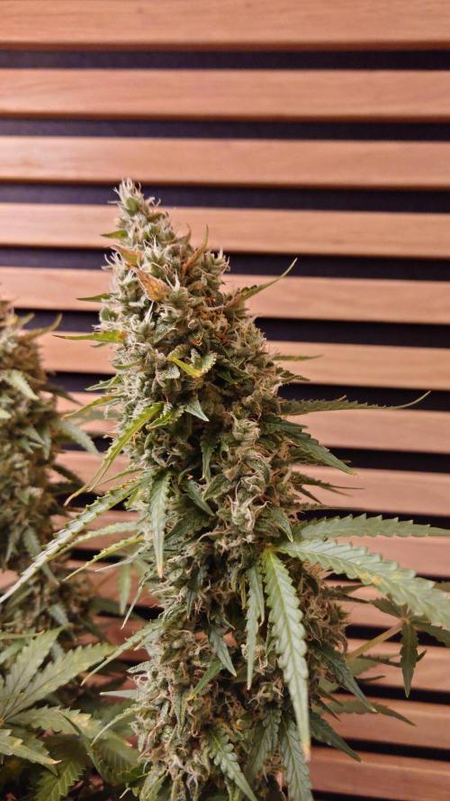 Sticky Broccoli Auto - Eternity Cup 2026. Week 9