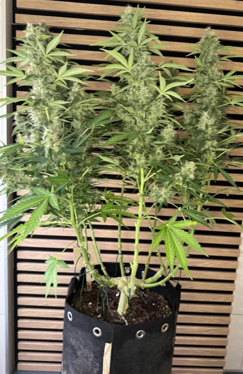 Kush Mints Auto - Super Strains. Week 10