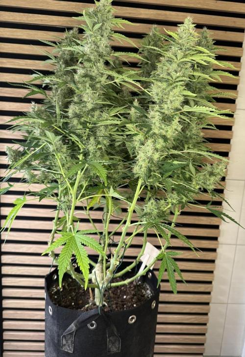 Kush Mints Auto - Super Strains. Week 10