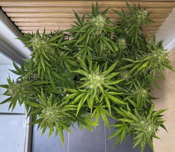 Kush Mints Auto - Super Strains. Week 10