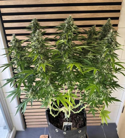 Kush Mints Auto - Super Strains. Week 10