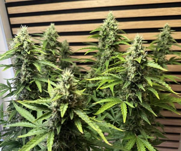 Kush Mints Auto - Super Strains. Week 10