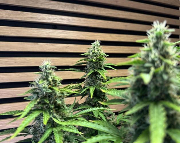 Kush Mints Auto - Super Strains. Week 10