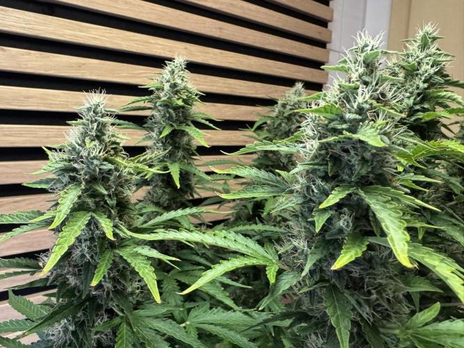 Kush Mints Auto - Super Strains. Week 10