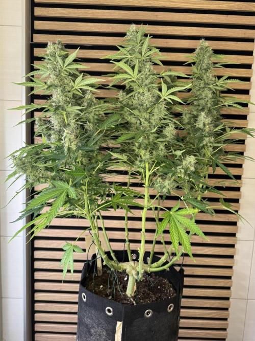 Kush Mints Auto - Super Strains. Week 10
