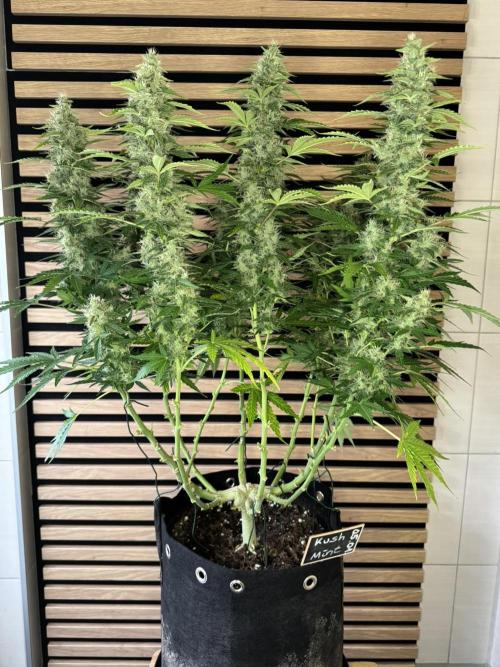 Kush Mints Auto - Super Strains. Week 10