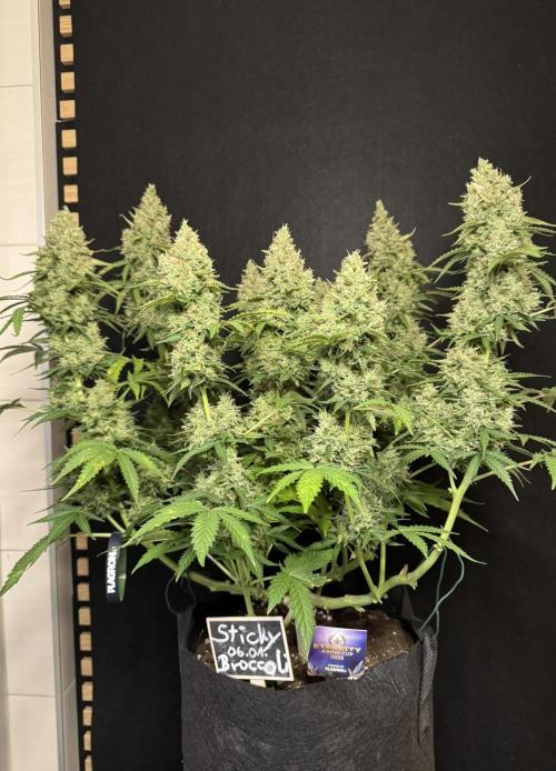 Sticky Broccoli Auto - Eternity Cup 2026. Week 10