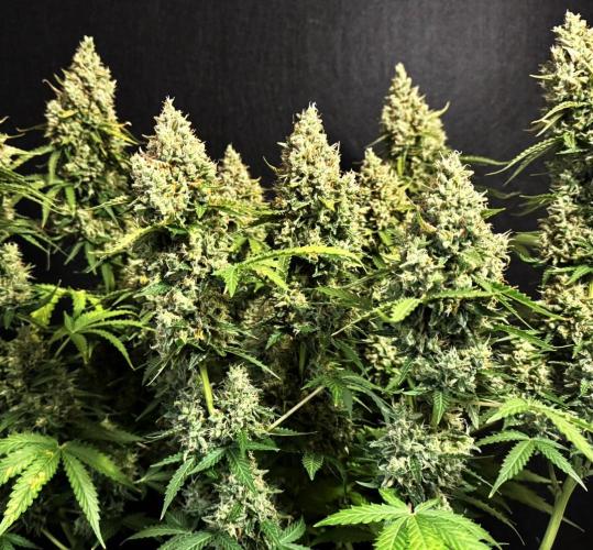 Sticky Broccoli Auto - Eternity Cup 2026. Week 10