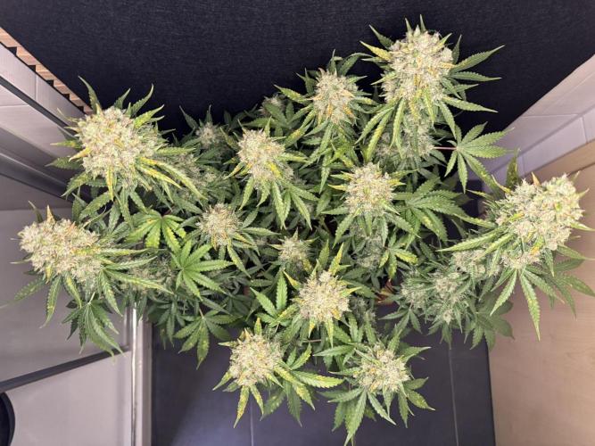 Sticky Broccoli Auto - Eternity Cup 2026. Week 10