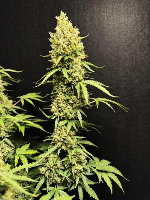 Sticky Broccoli Auto - Eternity Cup 2026. Week 10