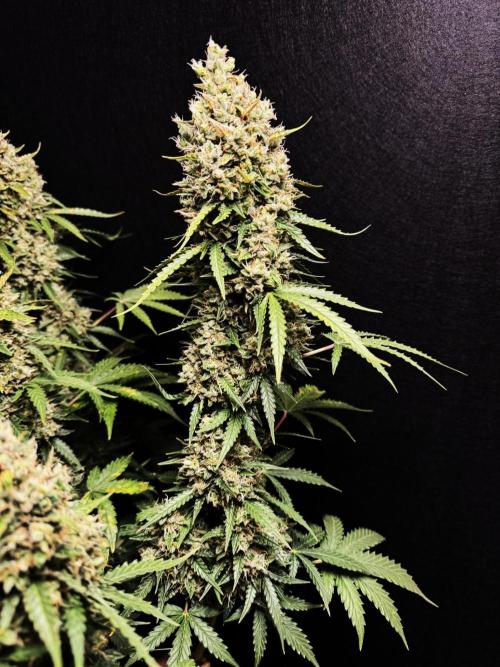 Sticky Broccoli Auto - Eternity Cup 2026. Week 10