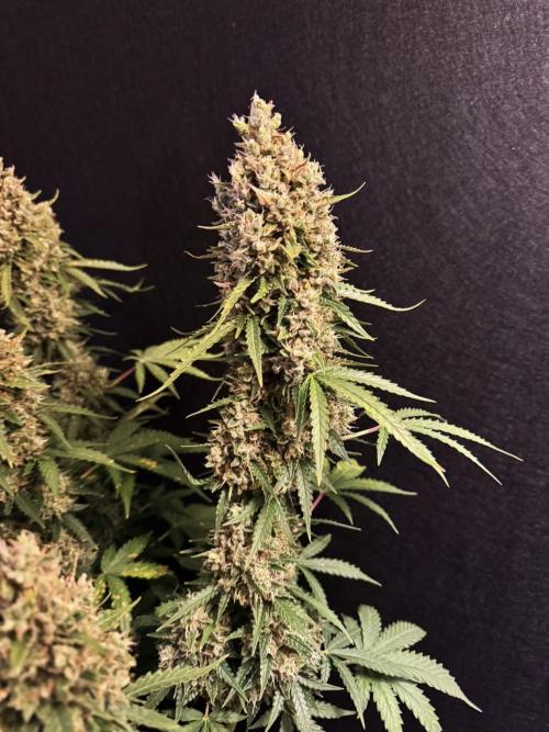 Sticky Broccoli Auto - Eternity Cup 2026. Week 10