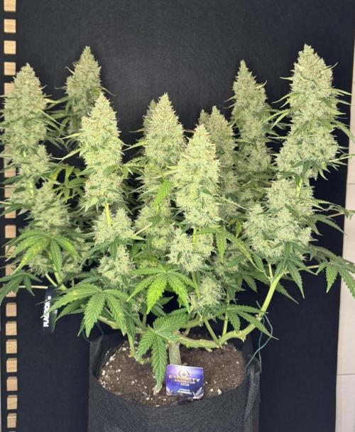 Sticky Broccoli Auto - Eternity Cup 2026. Week 10